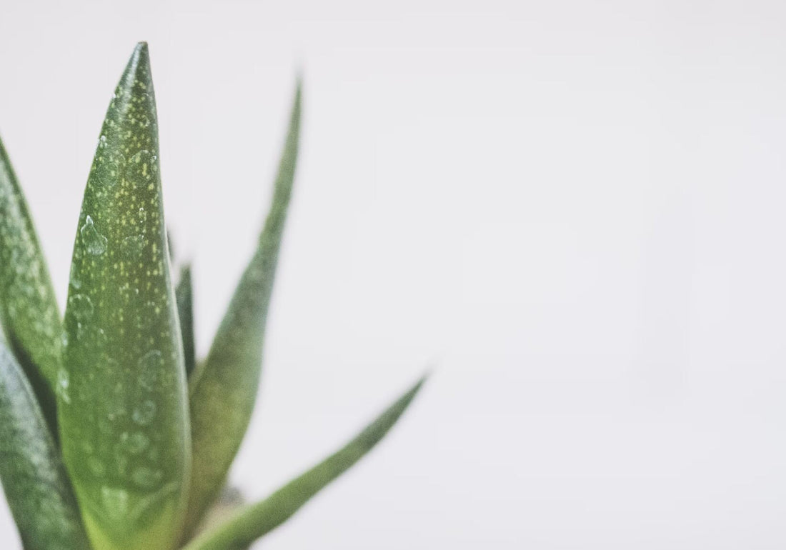 aloe vera plant